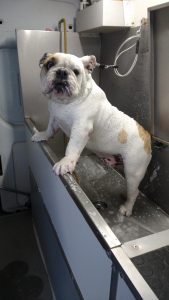 GALERIA LA EXPERRIENCIA PERROS FELICES (1)