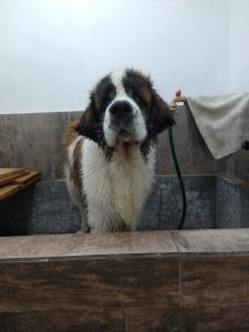 GALERIA LA EXPERRIENCIA PERROS FELICES (1)