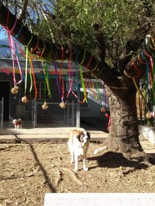 GALERIA LA EXPERRIENCIA PERROS FELICES (11)