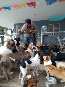 GALERIA LA EXPERRIENCIA PERROS FELICES (12)