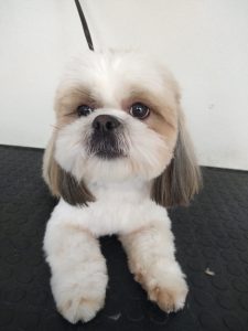 GALERIA LA EXPERRIENCIA PERROS FELICES (15)