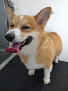 GALERIA LA EXPERRIENCIA PERROS FELICES (17)