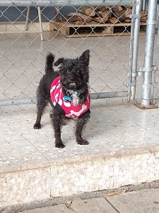 GALERIA LA EXPERRIENCIA PERROS FELICES (19)