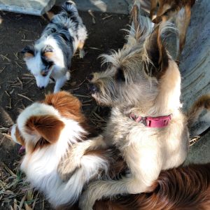 GALERIA LA EXPERRIENCIA PERROS FELICES (20)