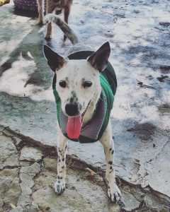 GALERIA LA EXPERRIENCIA PERROS FELICES (21)