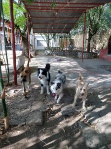 GALERIA LA EXPERRIENCIA PERROS FELICES (22)