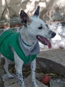 GALERIA LA EXPERRIENCIA PERROS FELICES (23)