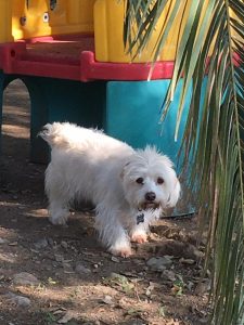 GALERIA LA EXPERRIENCIA PERROS FELICES (27)
