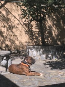 GALERIA LA EXPERRIENCIA PERROS FELICES (28)