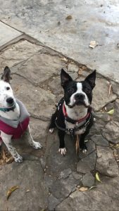 GALERIA LA EXPERRIENCIA PERROS FELICES (29)