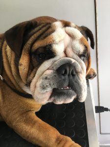 GALERIA LA EXPERRIENCIA PERROS FELICES (3)
