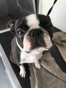 GALERIA LA EXPERRIENCIA PERROS FELICES (4)