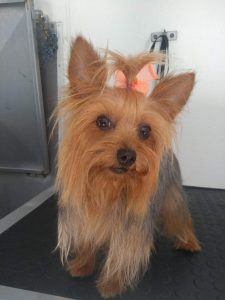 GALERIA LA EXPERRIENCIA PERROS FELICES (7)