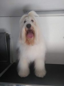 GALERIA LA EXPERRIENCIA PERROS FELICES (8)