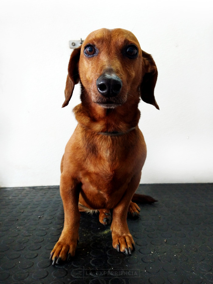 estetica-canina-2