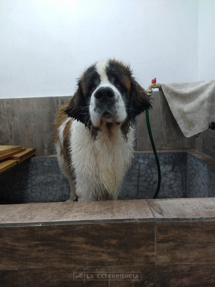estetica-canina-4