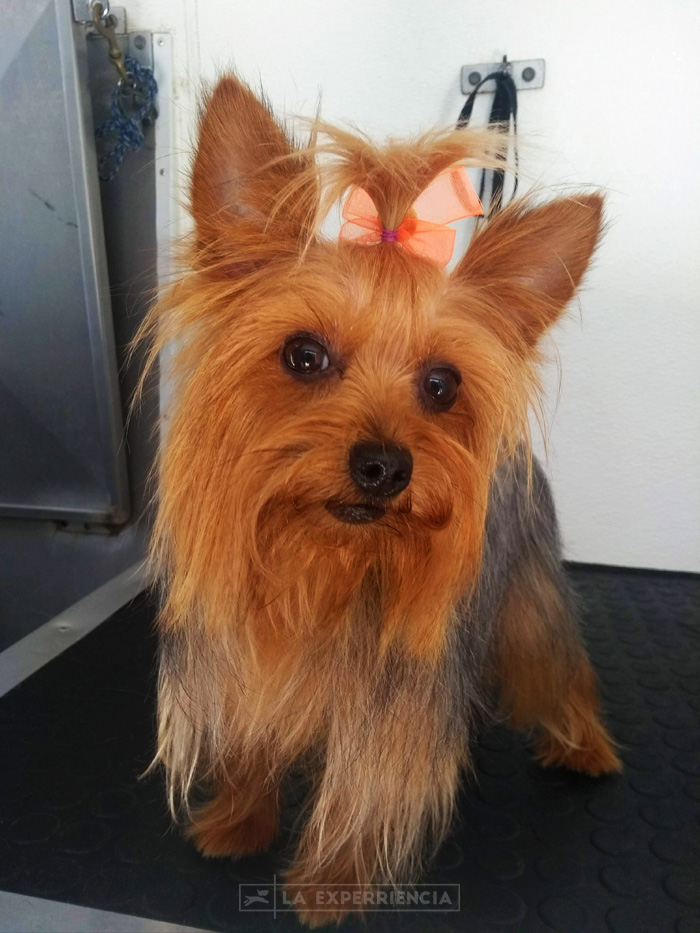 estetica-canina-5