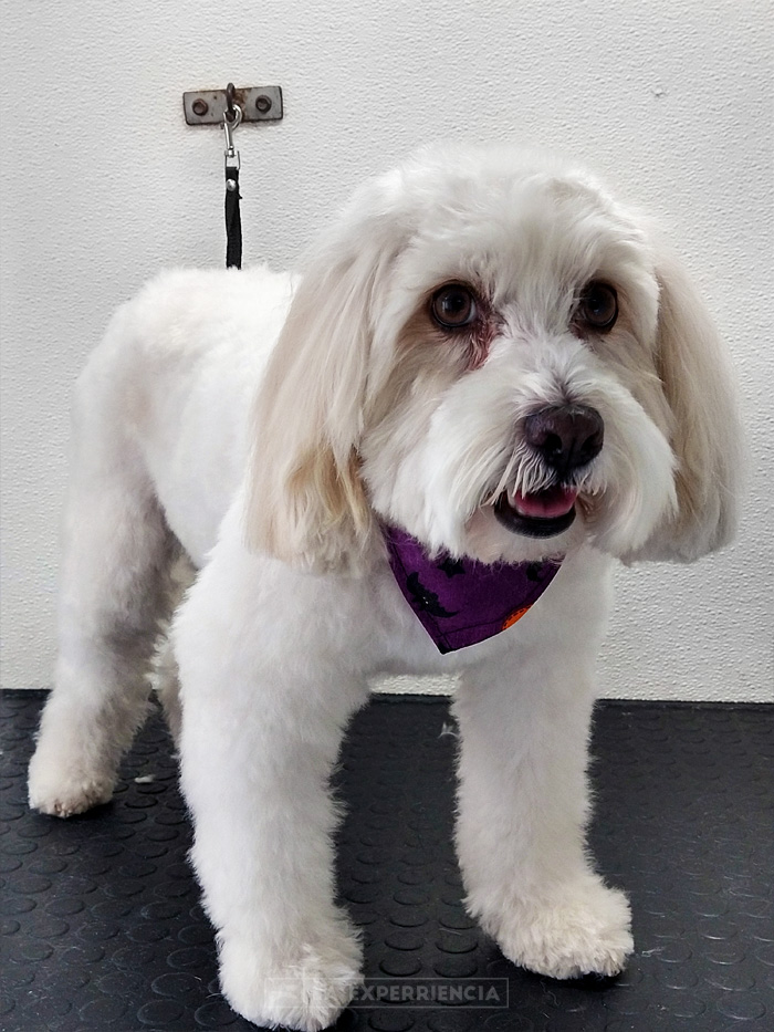 estetica-canina-6