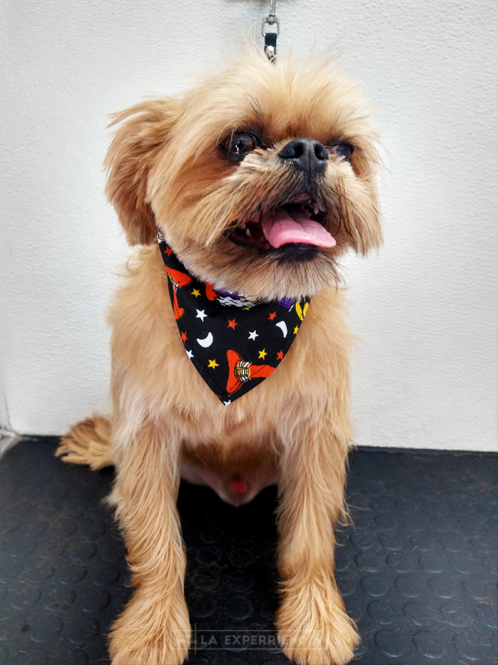 estetica-canina-7