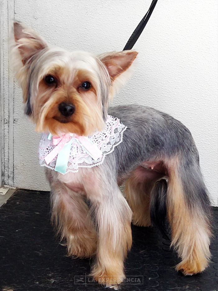 estetica-canina-8