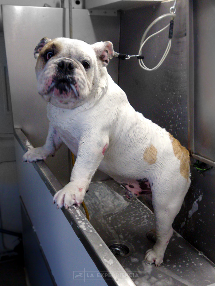 estetica-canina-9